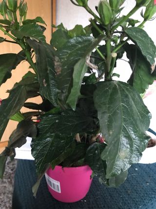 Hibisco rosa  - Sinensis 3 plantas, cada 1 , 5€