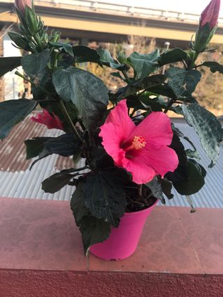 Hibisco rosa  - Sinensis 3 plantas, cada 1 , 5€