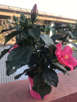 Hibisco rosa  - Sinensis 3 plantas, cada 1 , 5€