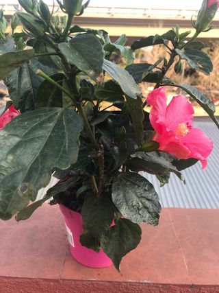 Hibisco rosa  - Sinensis 3 plantas, cada 1 , 5€