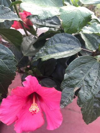 Hibisco rosa  - Sinensis 3 plantas, cada 1 , 5€