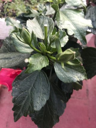 Hibisco rosa  - Sinensis 3 plantas, cada 1 , 5€