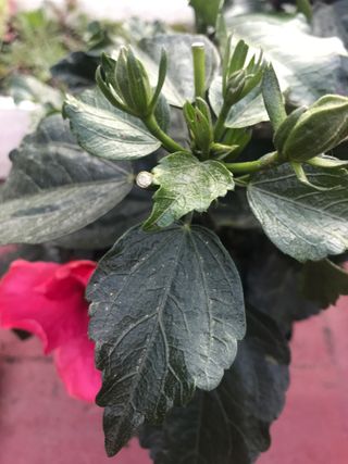 Hibisco rosa  - Sinensis 3 plantas, cada 1 , 5€