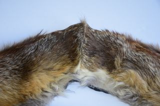 Cuello de piel de zorro español