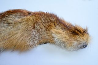 Cuello de piel de zorro español