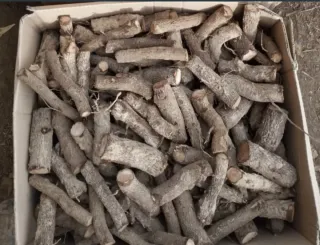 10 Raíces de Paulownia para José Antonio