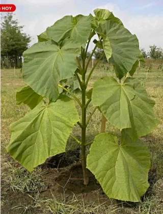 10 Raíces de Paulownia para José Antonio
