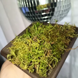 Musgo para terrário - Terrarium moss✨