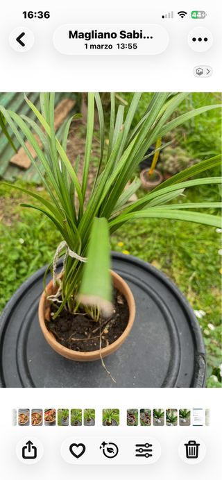 Piante con bacche nere