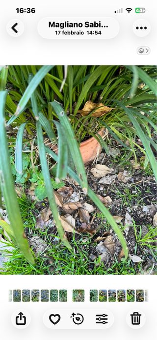 Piante con bacche nere