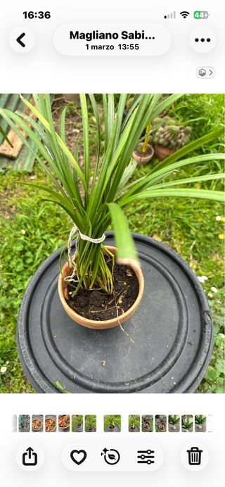 Piante con bacche nere