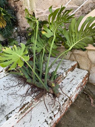Monstera Deliciosa planta o esquejes