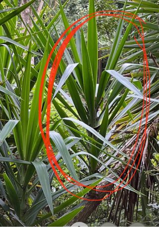 Pianta Yucca