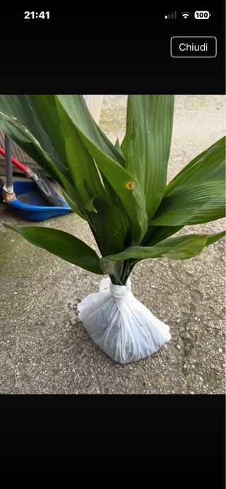Pianta di piombo