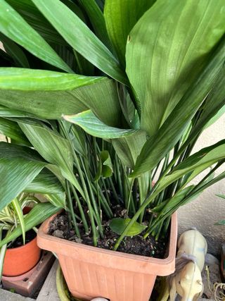 Pianta di piombo