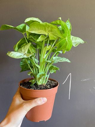 Syngonium Milk Confetti