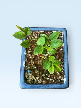 Prebonsai Rosal Chino Enano