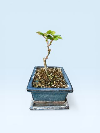 Prebonsai Rosal Chino Enano