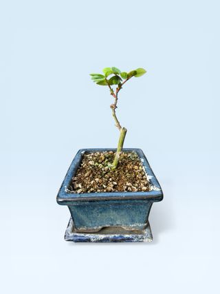 Prebonsai Rosal Chino Enano