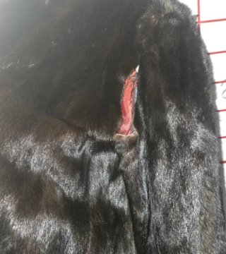 Abrigo Piel Zorro Natural.Regalo otro abrigo