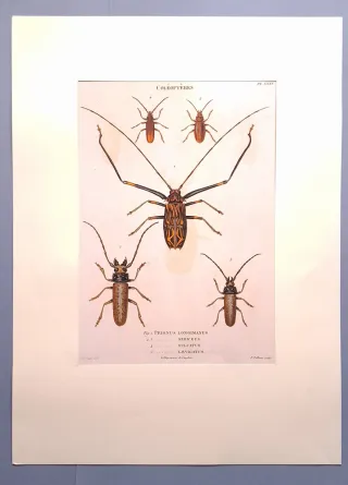 IMPRESIONES DE ILUSTRACIONES ENTOMOLÓGICAS