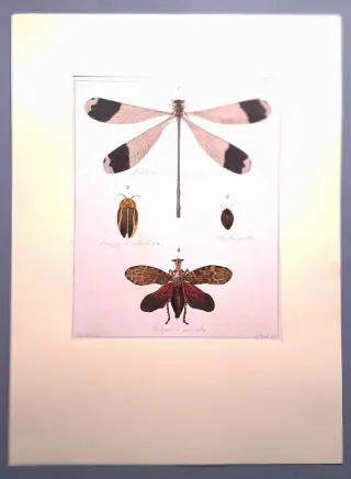 IMPRESIONES DE ILUSTRACIONES ENTOMOLÓGICAS