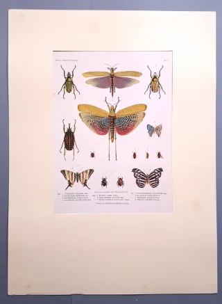 IMPRESIONES DE ILUSTRACIONES ENTOMOLÓGICAS