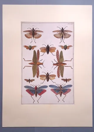 IMPRESIONES DE ILUSTRACIONES ENTOMOLÓGICAS