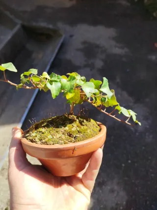 Bonsái o prebonsái de hiedra