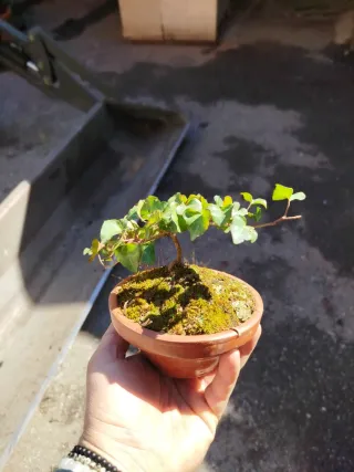 Bonsái o prebonsái de hiedra