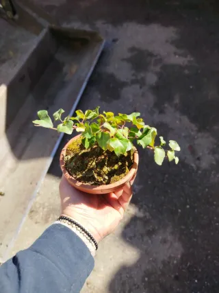 Bonsái o prebonsái de hiedra