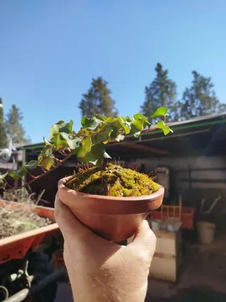 Bonsái o prebonsái de hiedra