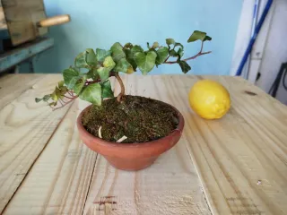 Bonsái o prebonsái de hiedra