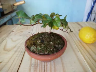 Bonsái o prebonsái de hiedra