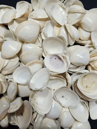 Conchiglie marine naturali