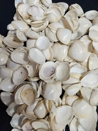 Conchiglie marine naturali