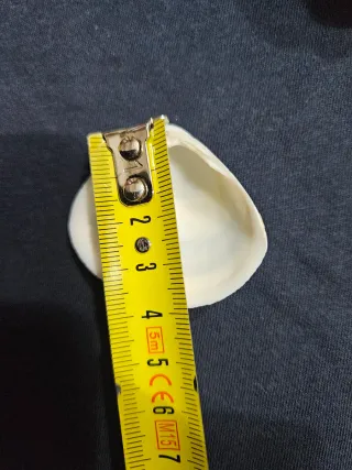 Conchiglie marine naturali