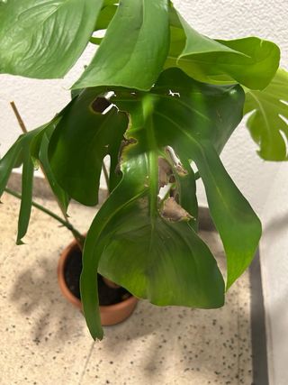Planta Monstera Deliciosa