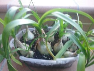 Elegante Albuca bracteata (Cebolla de la suerte)