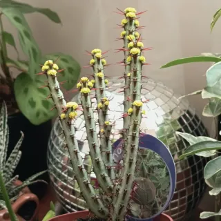 Euphorbia aeruginosa em flor