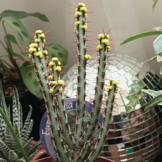 Euphorbia aeruginosa em flor