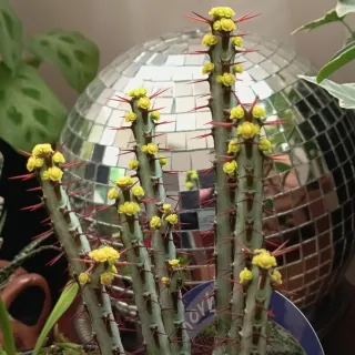 Euphorbia aeruginosa em flor