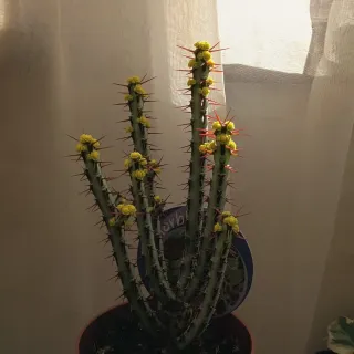 Euphorbia aeruginosa em flor