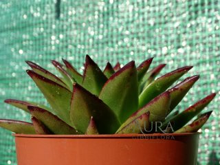 Suculenta Echeveria Agavoides Purple Lipstick