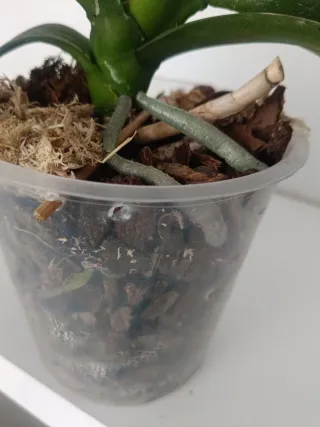 Orquídea Phalaenopsis