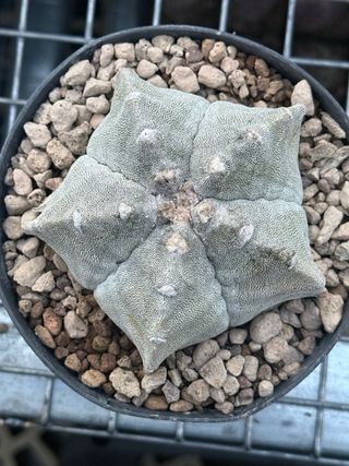 Astrophytum myriostigma vaso 14