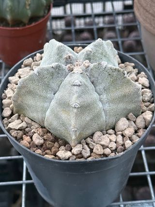 Astrophytum myriostigma vaso 14