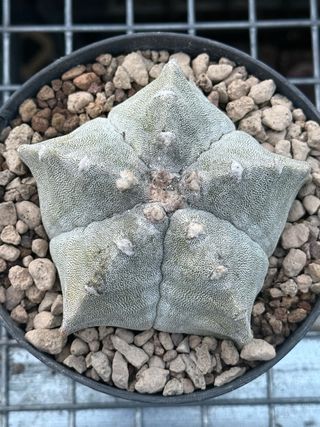 Astrophytum myriostigma vaso 14