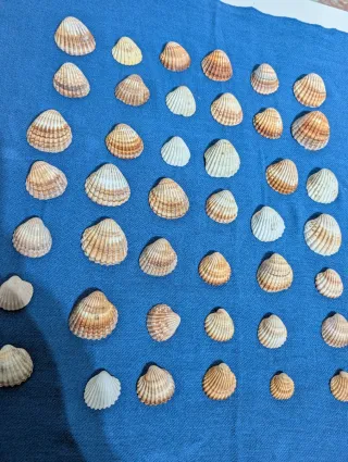 Lote de conchas marinas