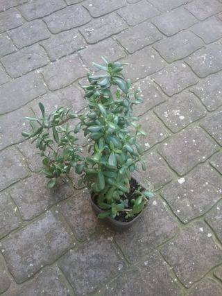 Elegante Árbol de Jade